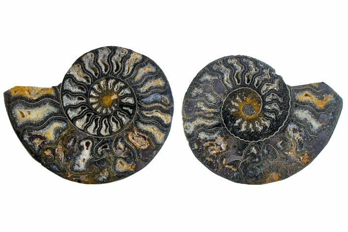 Cut/Polished Ammonite Fossil - Unusual Black Color #165476